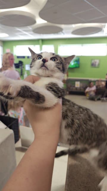 Berry Bean - Domestic Short Hair