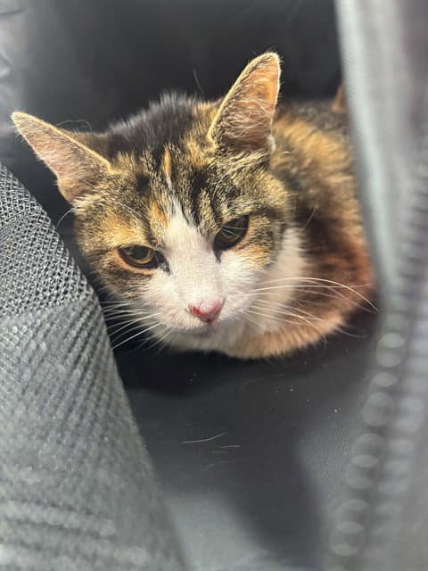 Patience - Domestic Short Hair