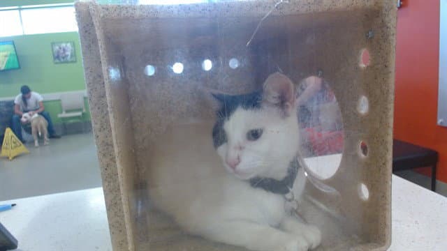 Patches - Domestic Short Hair