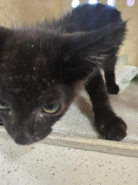 Salsa - Domestic Short Hair