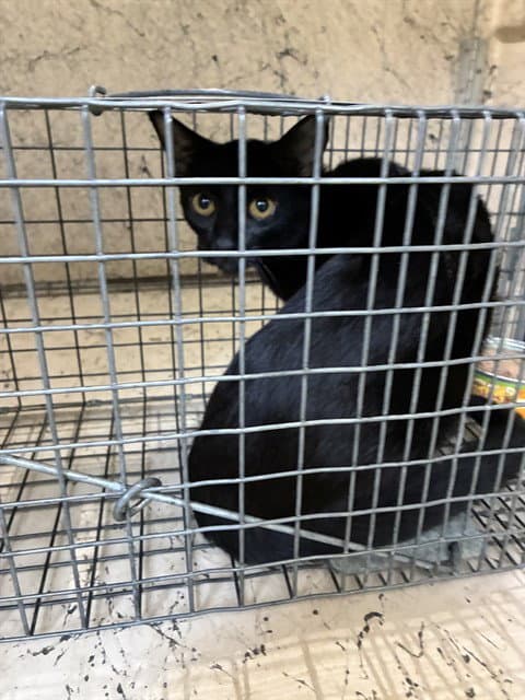 Unknown - Domestic Short Hair