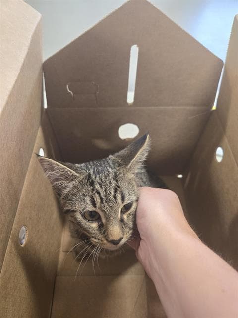 Unknown - Domestic Short Hair