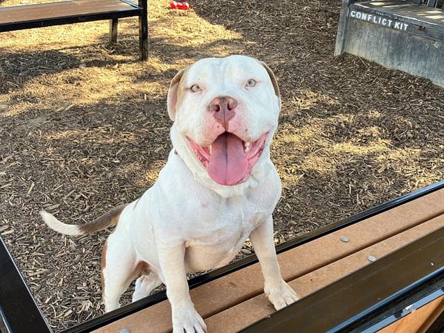 Alfredo - American Bulldog