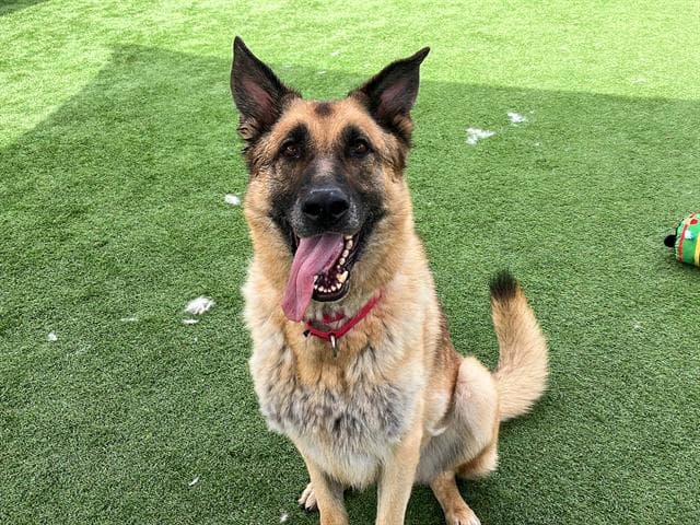Alexander - German Shepherd Dog