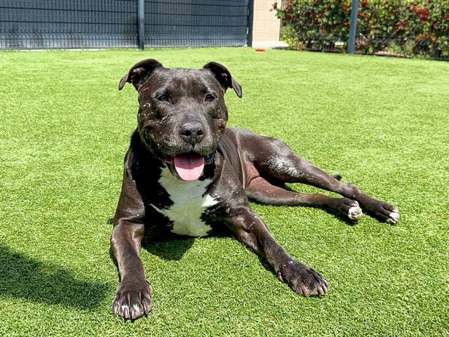 Mimi - Pit Bull Terrier
