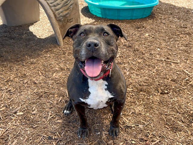Mimi - Pit Bull Terrier