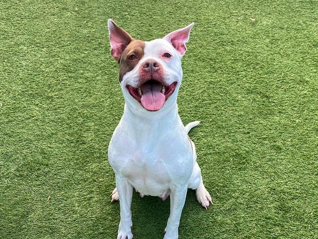 Roca - Pit Bull Terrier