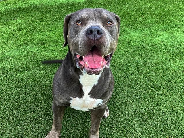 Gimli - Pit Bull Terrier