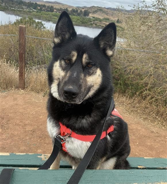 Oslo - Siberian Husky