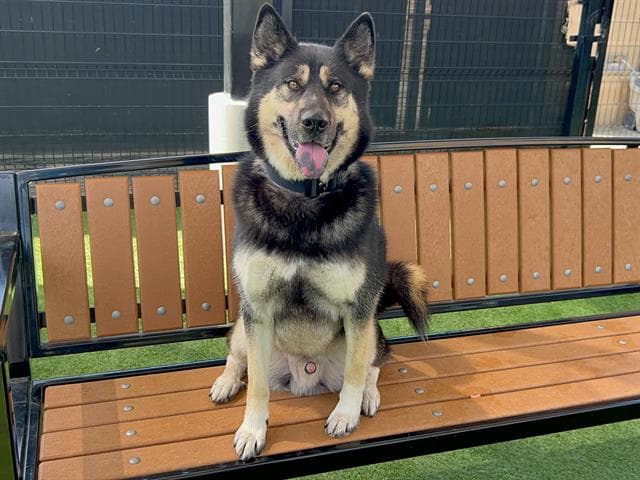Oslo - Siberian Husky