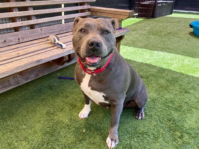 Bertha - Pit Bull Terrier