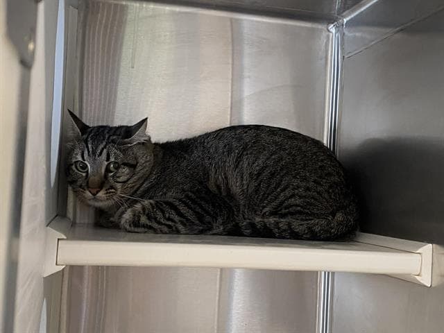 Zorro - Domestic Short Hair