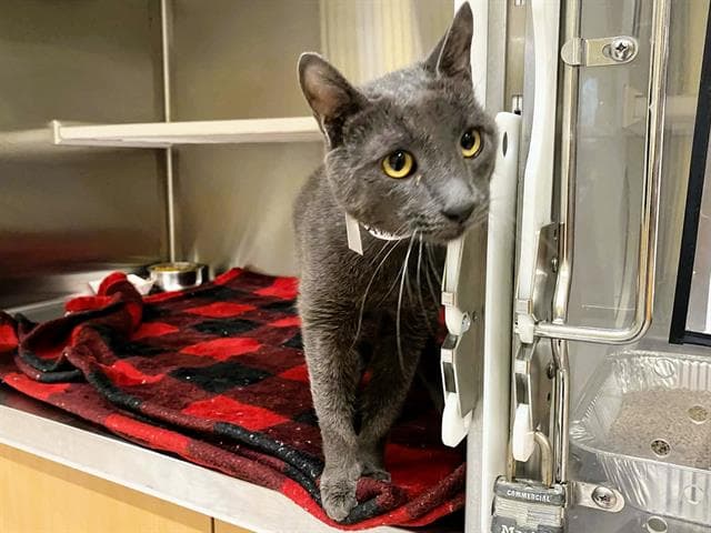 Granite - Domestic Short Hair