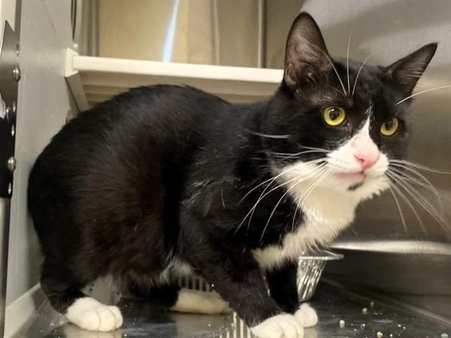 Rumble - Domestic Short Hair
