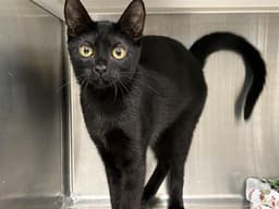 Katy Purry image 1