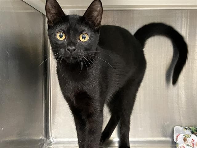 Katy Purry - Domestic Short Hair