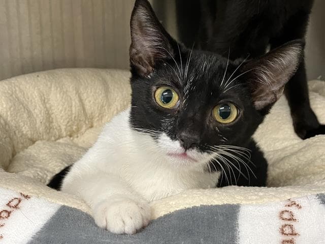 Kitty Kurek - Domestic Short Hair