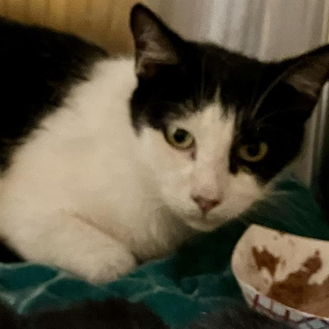 March - Domestic Short Hair