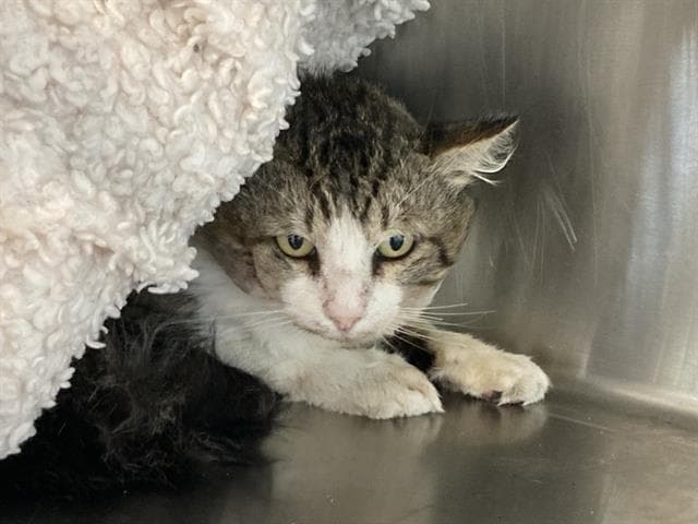 Harrison - Domestic Short Hair