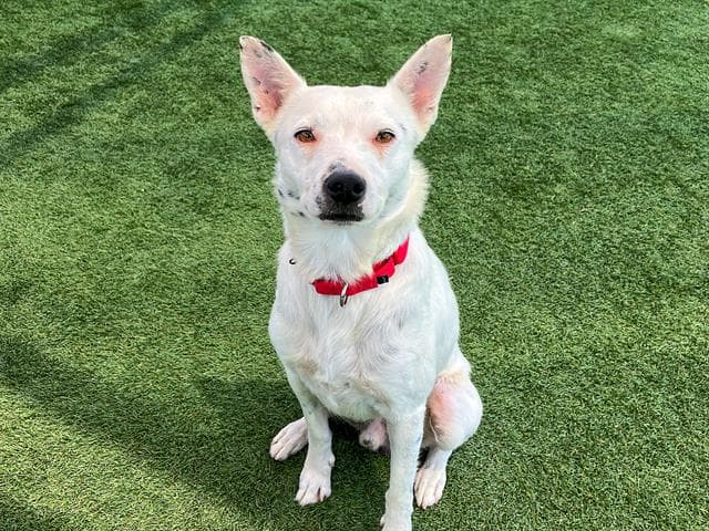 Dusty - Australian Cattle Dog/Blue Heeler