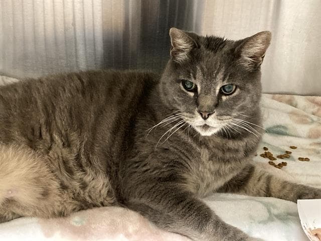 Mr Gq - Domestic Short Hair
