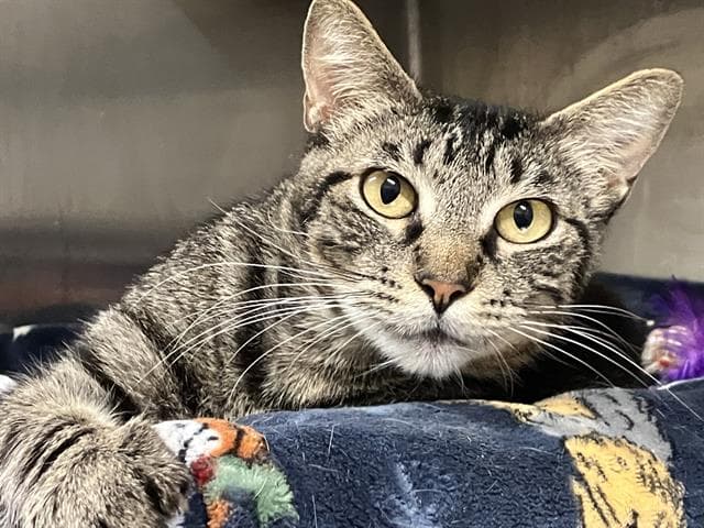 Opal - Domestic Short Hair