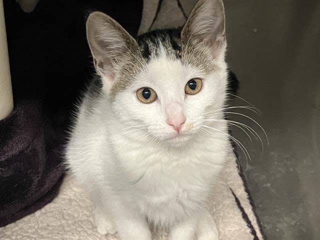 Lily - Domestic Short Hair