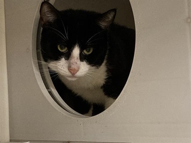 Christian - Domestic Short Hair