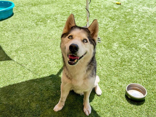 Benjamin - Siberian Husky