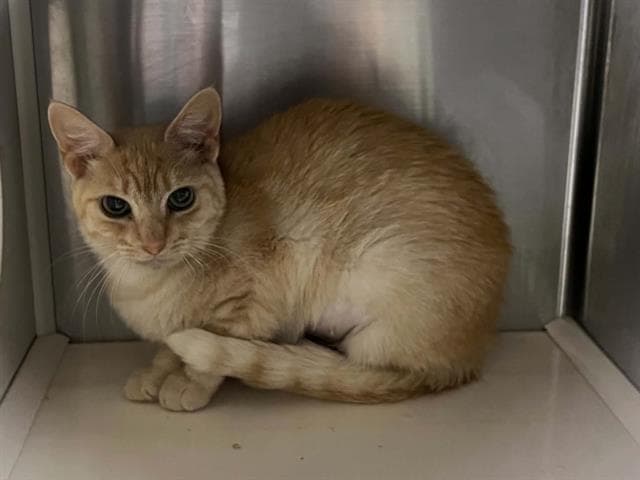 Kim - Domestic Short Hair