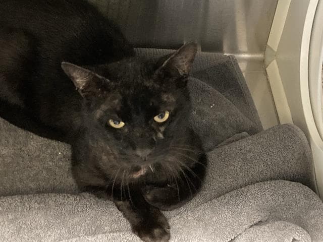 Laz - Domestic Short Hair