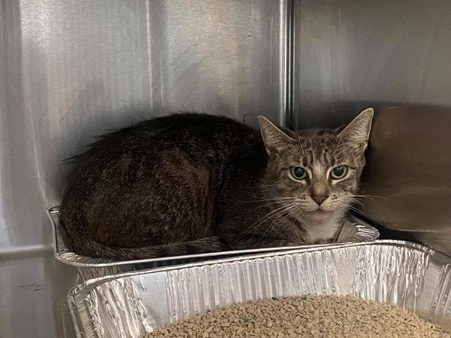 Kathleen - Domestic Medium Hair