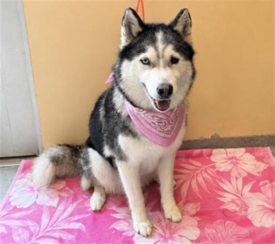 Unknown - Siberian Husky