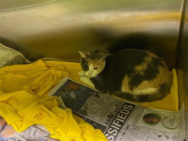 Molly - Domestic Short Hair