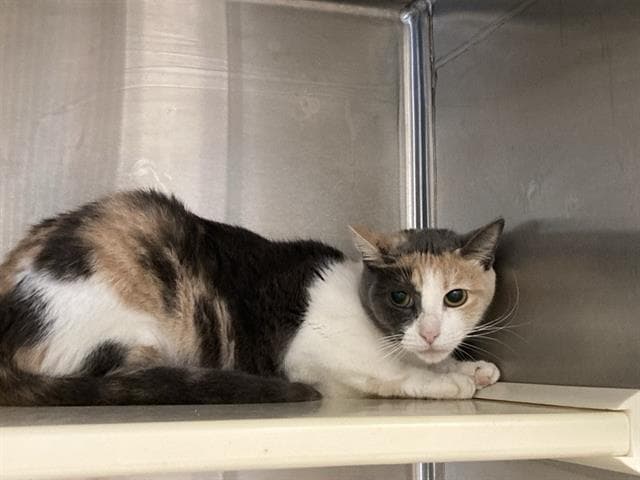 Molly - Domestic Short Hair
