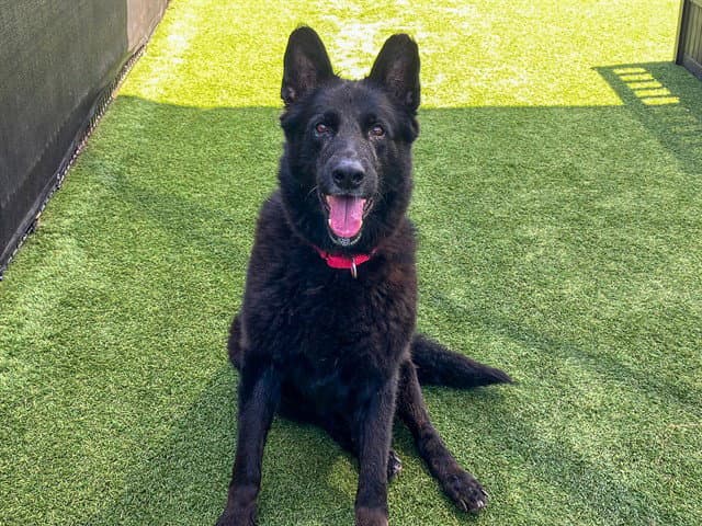 Blue - German Shepherd Dog