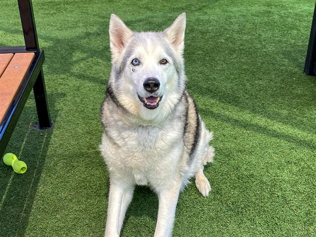 Frost - Siberian Husky