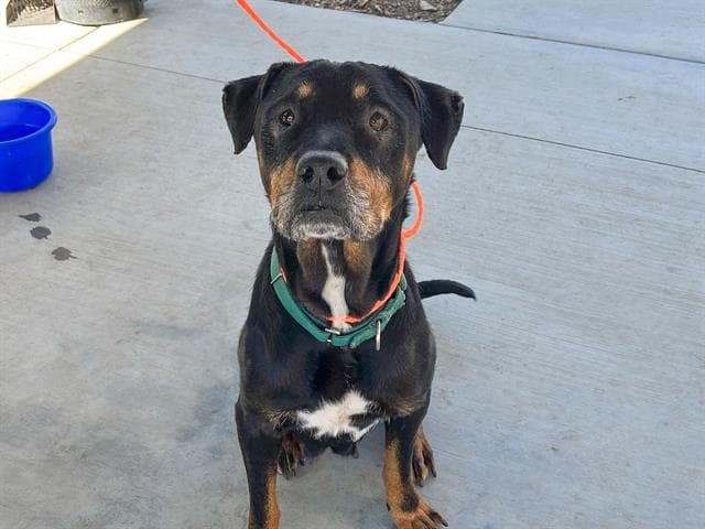 Ellen - Rottweiler
