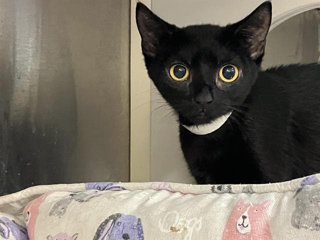 Galaxy - Domestic Short Hair