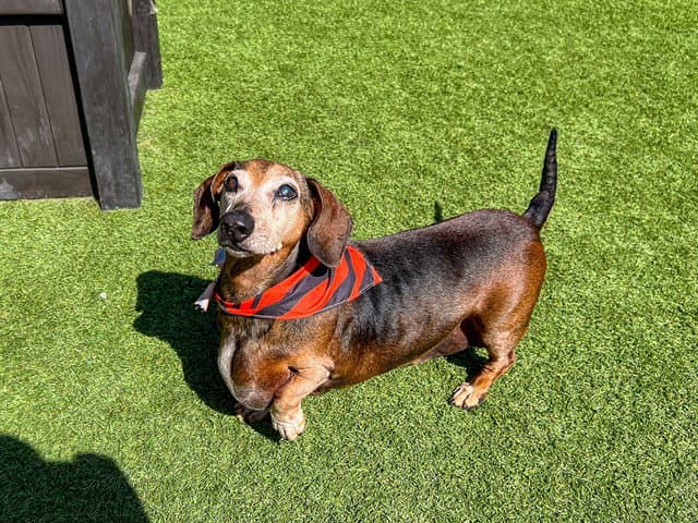 Mr Quirk - Dachshund