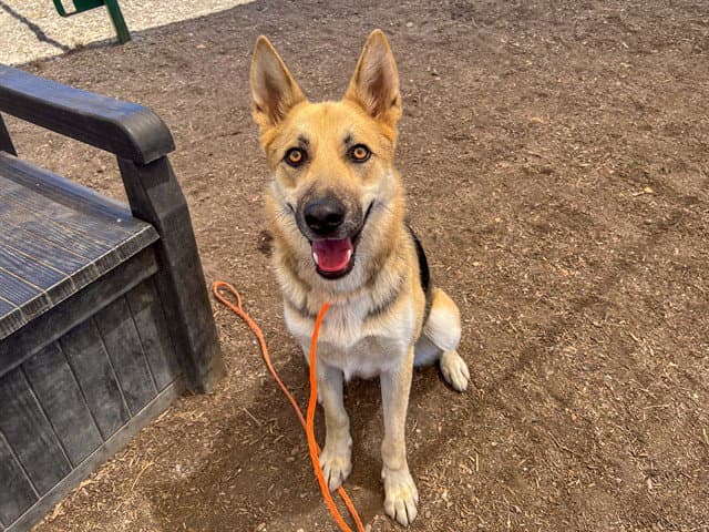 Mandy - German Shepherd Dog