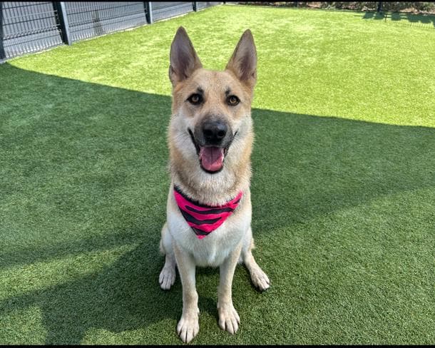 Mandy - German Shepherd Dog