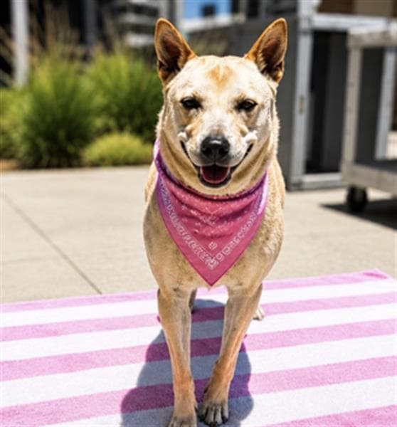 Cali - Jindo (Korean)