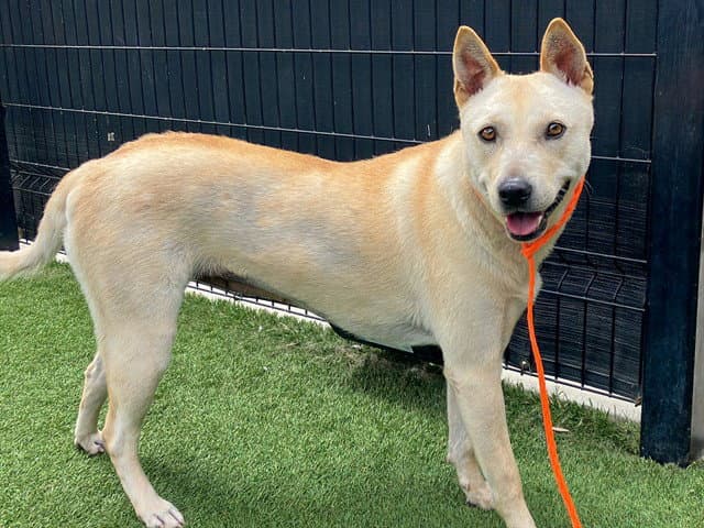 Cali - Jindo (Korean)