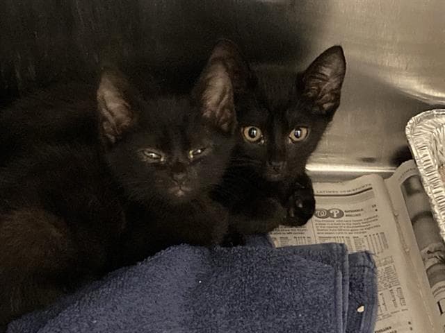Panther - Domestic Short Hair
