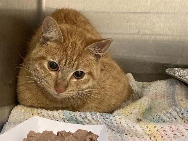 Unknown - Domestic Short Hair