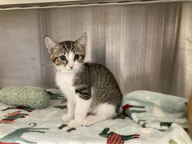 Chicken - Domestic Short Hair