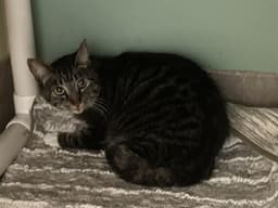 Betty image 1