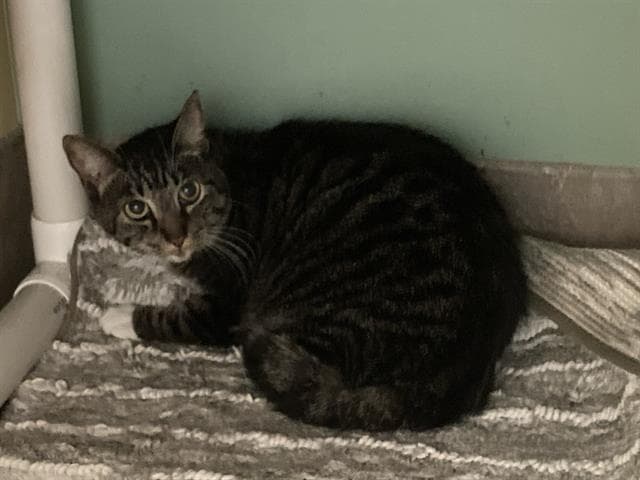 Betty - Domestic Short Hair