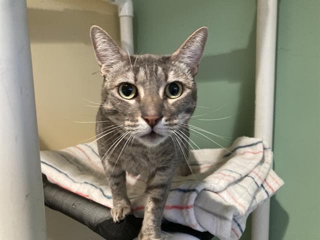 Stacy - Domestic Short Hair